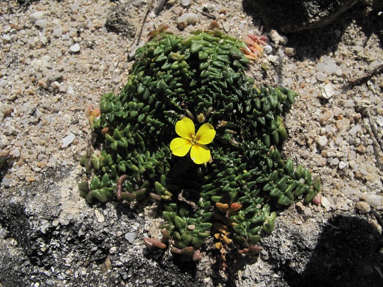 Morisia monanthos